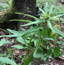 Attēlu rezultāti vaicājumam “Cardamine bulbifera leaf”