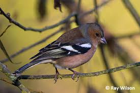 Attēlu rezultāti vaicājumam “Fringilla coelebs male”