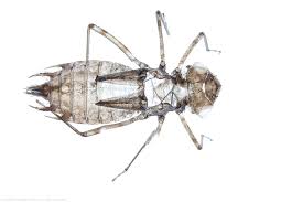 Attēlu rezultāti vaicājumam “Scardia boletella exuvia”