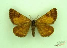 Attēlu rezultāti vaicājumam “Bupalus piniaria male”