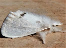 Attēlu rezultāti vaicājumam “Euproctis similis”