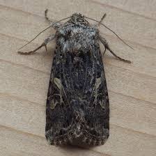 Attēlu rezultāti vaicājumam “Mythimna flammea”