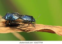 Attēlu rezultāti vaicājumam “Zicrona caerulea”