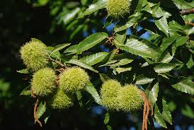 Attēlu rezultāti vaicājumam “Licea castanea macro”