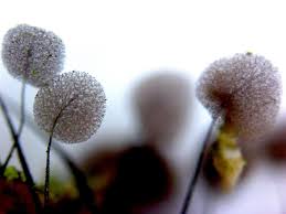 Attēlu rezultāti vaicājumam “Comatricha sp.”