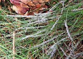 Attēlu rezultāti vaicājumam “Badhamia foliicola”