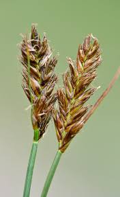 Attēlu rezultāti vaicājumam “Blysmus compressus”