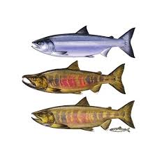 Image result for Oncorhynchus keta