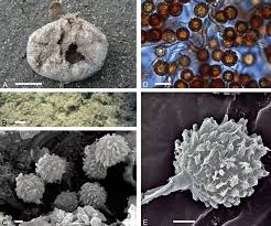 Attēlu rezultāti vaicājumam “Arcyria imperialis macro”