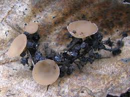 Attēlu rezultāti vaicājumam “Ciboria amentacea”