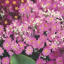 Image result for Primula malacoides