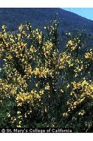 Attēlu rezultāti vaicājumam “Cytisus scoparius”