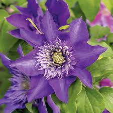 Image result for clematis multi blue