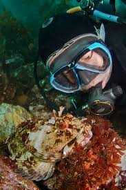 Image result for Breakwater Divers