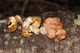 Attēlu rezultāti vaicājumam “Tremella encephala”