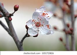 Attēlu rezultāti vaicājumam “Cerasus bud”