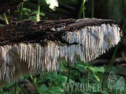 Attēlu rezultāti vaicājumam “Dentipellis fragilis”