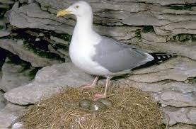Attēlu rezultāti vaicājumam “Larus argentatus”