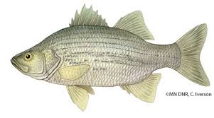 Image result for Morone chrysops