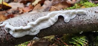 Attēlu rezultāti vaicājumam “Plicatura nivea”