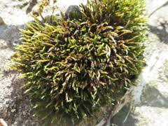 Attēlu rezultāti vaicājumam “Schistidium apocarpum”