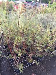 Attēlu rezultāti vaicājumam “Salix repens subsp. rosmarinifolia”