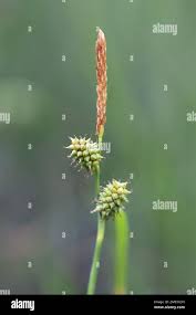Attēlu rezultāti vaicājumam “Carex viridula flower”