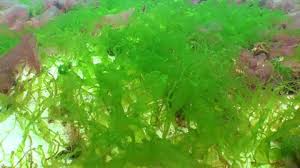 Attēlu rezultāti vaicājumam “Enteromorpha sp.”