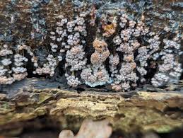 Attēlu rezultāti vaicājumam “Badhamia utricularis spores”