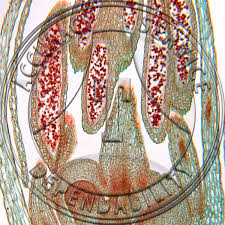 Attēlu rezultāti vaicājumam “Allium cepa bud”