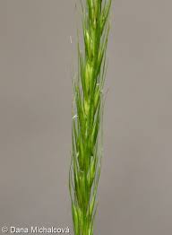 Attēlu rezultāti vaicājumam “Hordelymus europaeus leaf”