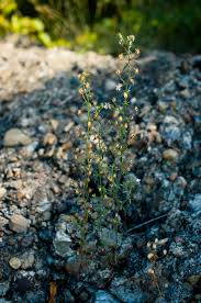 Attēlu rezultāti vaicājumam “Microrrhinum minus”