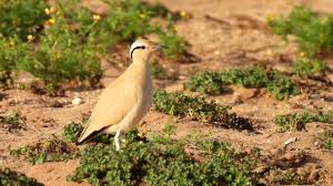 Image result for Cursorius cursor