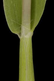 Attēlu rezultāti vaicājumam “Digitaria ischaemum”