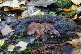 Attēlu rezultāti vaicājumam “Tubifera magna”