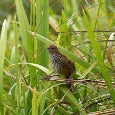 Attēlu rezultāti vaicājumam “Glyceria maxima fruit”