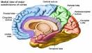 Animated Brain Samples: Cerebral Cortex
