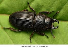 Attēlu rezultāti vaicājumam “Silpha sp.”