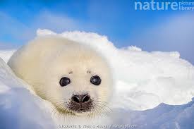 Image result for Pagophilus groenlandicus