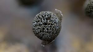 Attēlu rezultāti vaicājumam “Lamproderma violaceum spores”