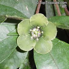 Risultati immagini per dasia smaragdina