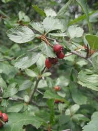 Attēlu rezultāti vaicājumam “Crataegus douglasii”