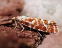 Attēlu rezultāti vaicājumam “Rhyacionia pinicolana”