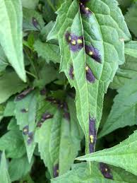 Attēlu rezultāti vaicājumam “Cystiphora sanguinea”