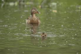 Attēlu rezultāti vaicājumam “Anas platyrhynchos juvenile”
