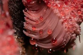 Attēlu rezultāti vaicājumam “myxomicetes”