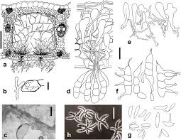 Attēlu rezultāti vaicājumam “Phleogena faginea sessile”