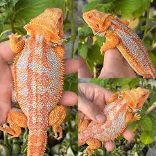 Attēlu rezultāti vaicājumam “Polypogon tentacularius male”