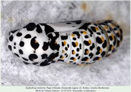 Attēlu rezultāti vaicājumam “Euphydryas maturna pupa”