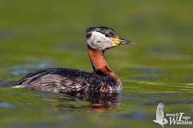 Attēlu rezultāti vaicājumam “Podiceps grisegena adult”